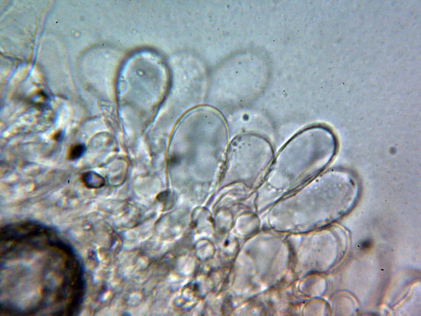 Microscopía de Psathyrella pseudocorrugis - 10 - Queilocistidios 1